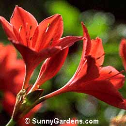 Cyrtanthus elatus, Scarborough Lily, Vallota speciosa, George Lily