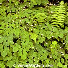 Vancouveria hexandra, American Barrenwort