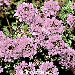 Verbena canadensis, Creeping Vervain