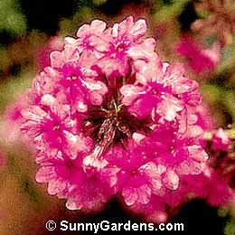Verbena canadensis, Rose Verbena, Creeping Vervain