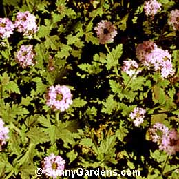 Verbena goodingii, Vervain, Glandularia goodingii