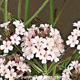 Verbena rigida, Vervain, Verbena venosa