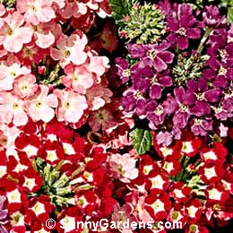 Verbena x hybrida, Garden Verbena