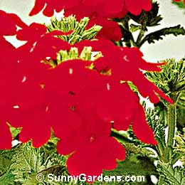 Verbena x hybrida, Garden Verbena, Verbena hortensis