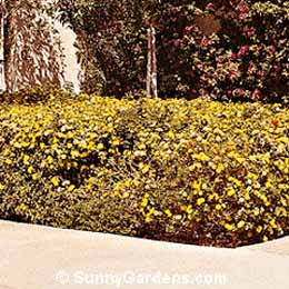 Lantana camara, Shrub Verbena
