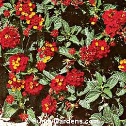 Lantana camara, Shrub Verbena