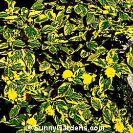 Lantana camara, Yellow Sage, Lantana Bush, Common Lantana