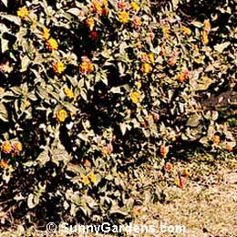 Lantana camara, Shrub Verbena