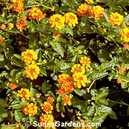 Lantana camara, Shrub Verbena