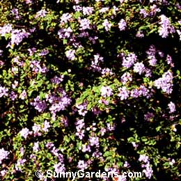Lantana montevidensis, Trailing Lantana, Weeping Lantana