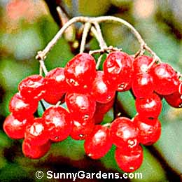 Viburnum, Chippewa Viburnum