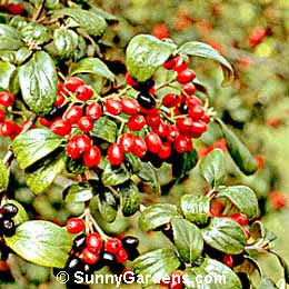 Viburnum, Service Viburnum, Conoy Viburnum