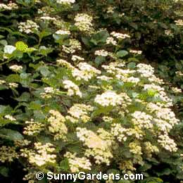 Viburnum acerifolium, Maple-Leaf Viburnum