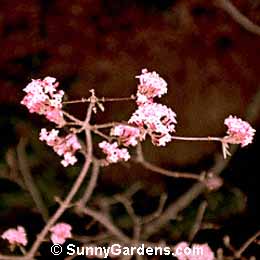 Viburnum x bodnantense