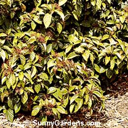 Viburnum x burkwoodii, Viburnum Burkwood