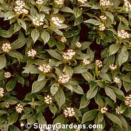 Viburnum davidii, David Viburnum