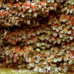 Viburnum dilatatum, Linden Viburnum