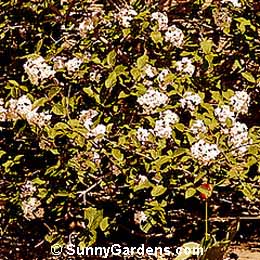 Viburnum x juddii, Judd's Viburnum, Korean Spice Viburnum