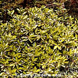 Viburnum odoratissimum, Sweet Viburnum