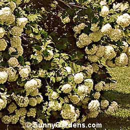 Viburnum opulus, Snowball Bush, European Snowball, Viburnum opulus 'Sterile'