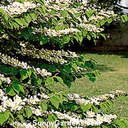 Viburnum plicatum tomentosum, Doublefile Viburnum, Japanese Snowball Tree