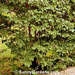 Viburnum prunifolium, Blackhaw Viburnum