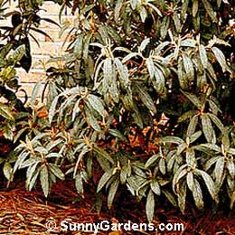 Viburnum rhytidophyllum, Leatherleaf Viburnum