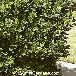Viburnum suspensum, Sandankwa Viburnum