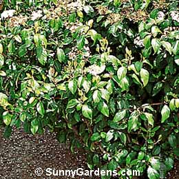 Viburnum tinus, Spring Bouquet Viburnum