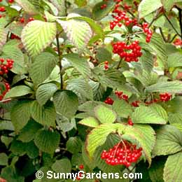 Viburnum wrightii, Wright Viburnum
