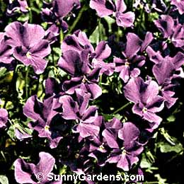 Viola odorata, English Violet, Sweet Violet