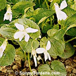 Viola odorata, Florist's Violet