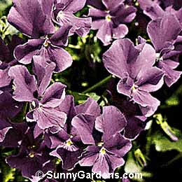 Viola odorata, Sweet Violet, Florist's Violet, Garden Violet