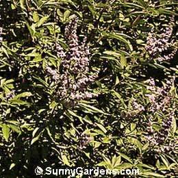 Vitex agnus-castus, Chaste Tree, Hemp Tree