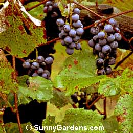 Vitis, Concord Grapevine