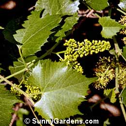 Vitis arizonica, Canyon Grape