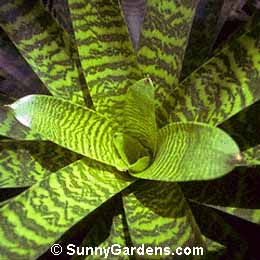 Vriesea hieroglyphica