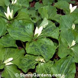 Trillium chloropetalum, Birthroot, Wood Lily, Stinking Benjamin