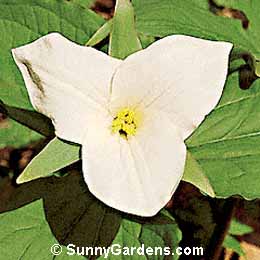 Trillium grandiflorum, Snow Trillium, Wood Lily