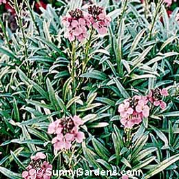 Erysimum, Wallflower, Blister Cress