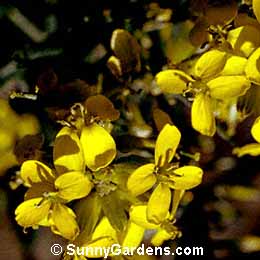 Erysimum asperum, Western Wallflower, Siberian Wallflower, Blister Cress