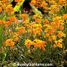 Erysimum hieraciifolium, Orange Bedder Wallflower, Siberian Wallflower, Blister Cress