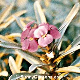 Erysimum linifolium, Wallflower, Blister Cress