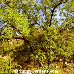 Juglans major, Walnut