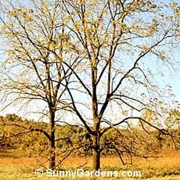 Juglans nigra, Black Walnut
