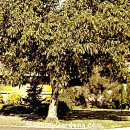Juglans regia, English Walnut, Persian Walnut, Common Walnut