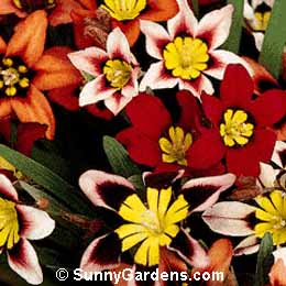 Sparaxis tricolor, Harlequin Flower, Wand Flower