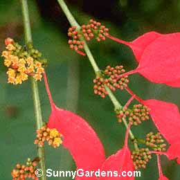 Warszewiczia coccinea, Chaconia, Wild Poinsettia, Pride of Trinidad and Tobago