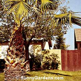 Washingtonia filifera, Desert Fan Palm, California Fan Palm