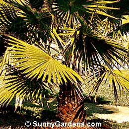 Washingtonia robusta, Washington Palm, Mexican Fan Palm